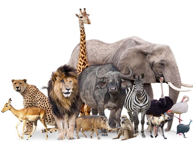 Dierendorp in Turnhout